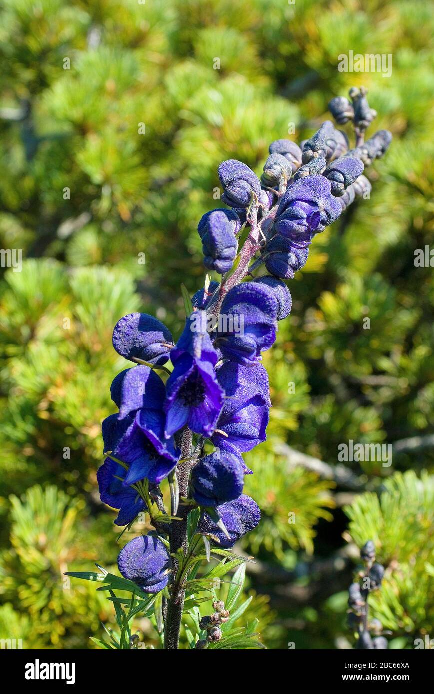 Austria, poisinous Helmet Flower Stock Photo
