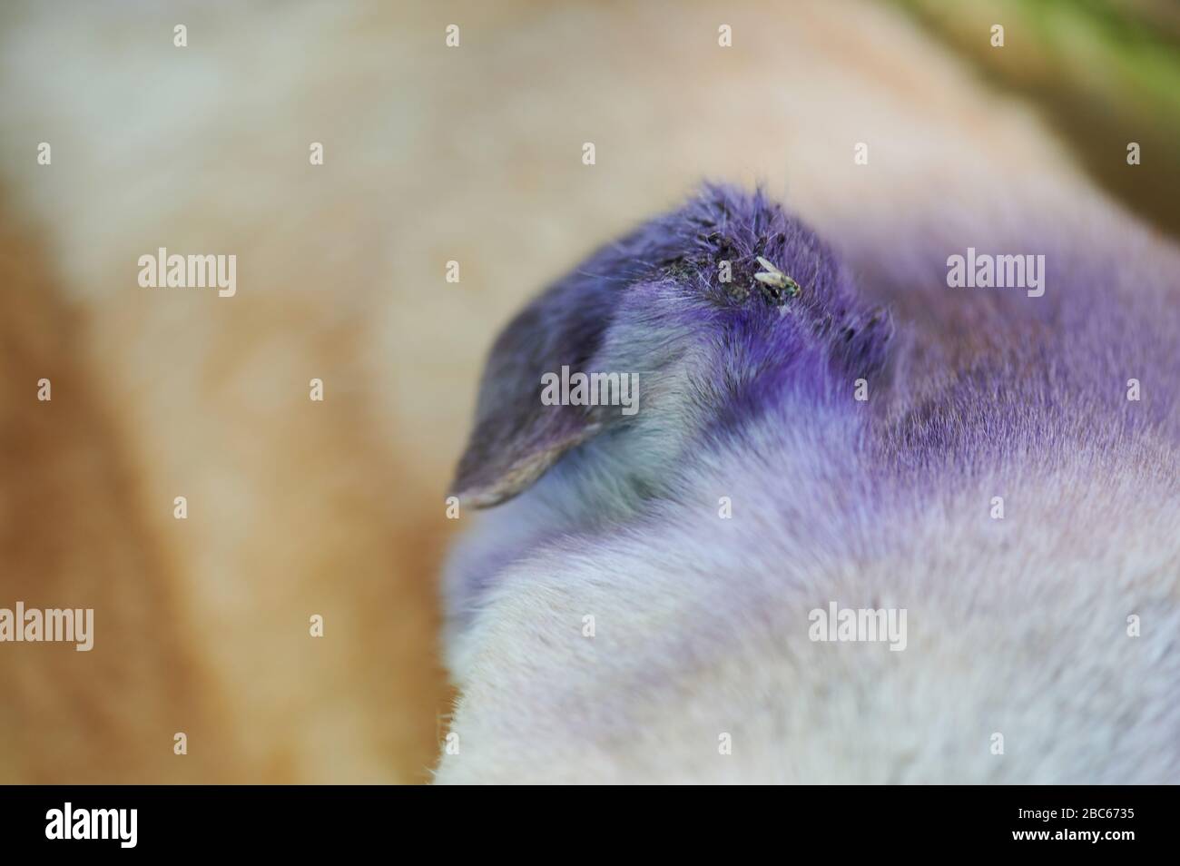 Fly sit on dog ear wound macro close up view Stock Photo Alamy