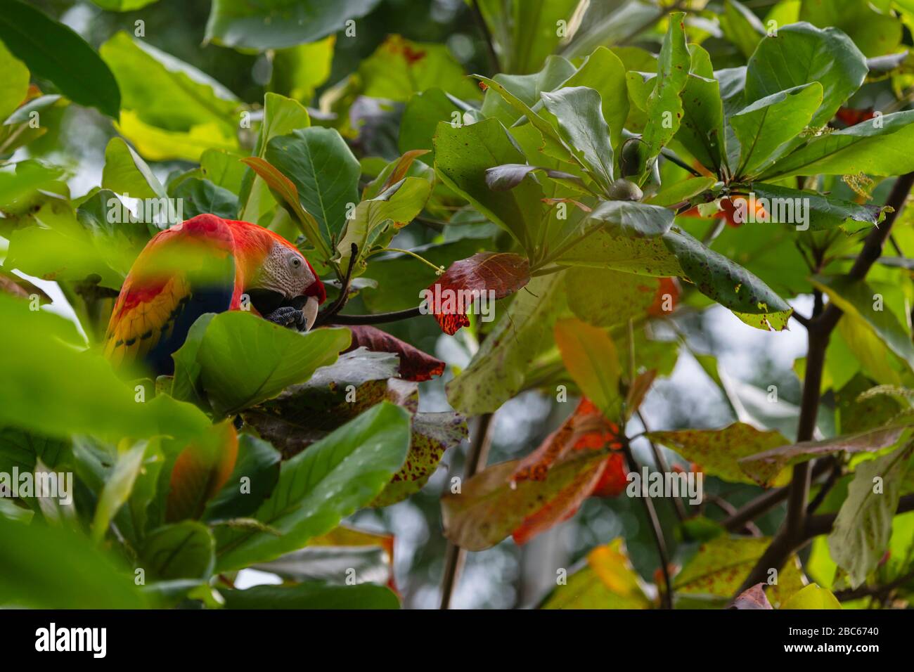 A scarlet macaw perrot in an almond tree , its natural habitat, Osa peninsula, Costa Rica Stock Photo