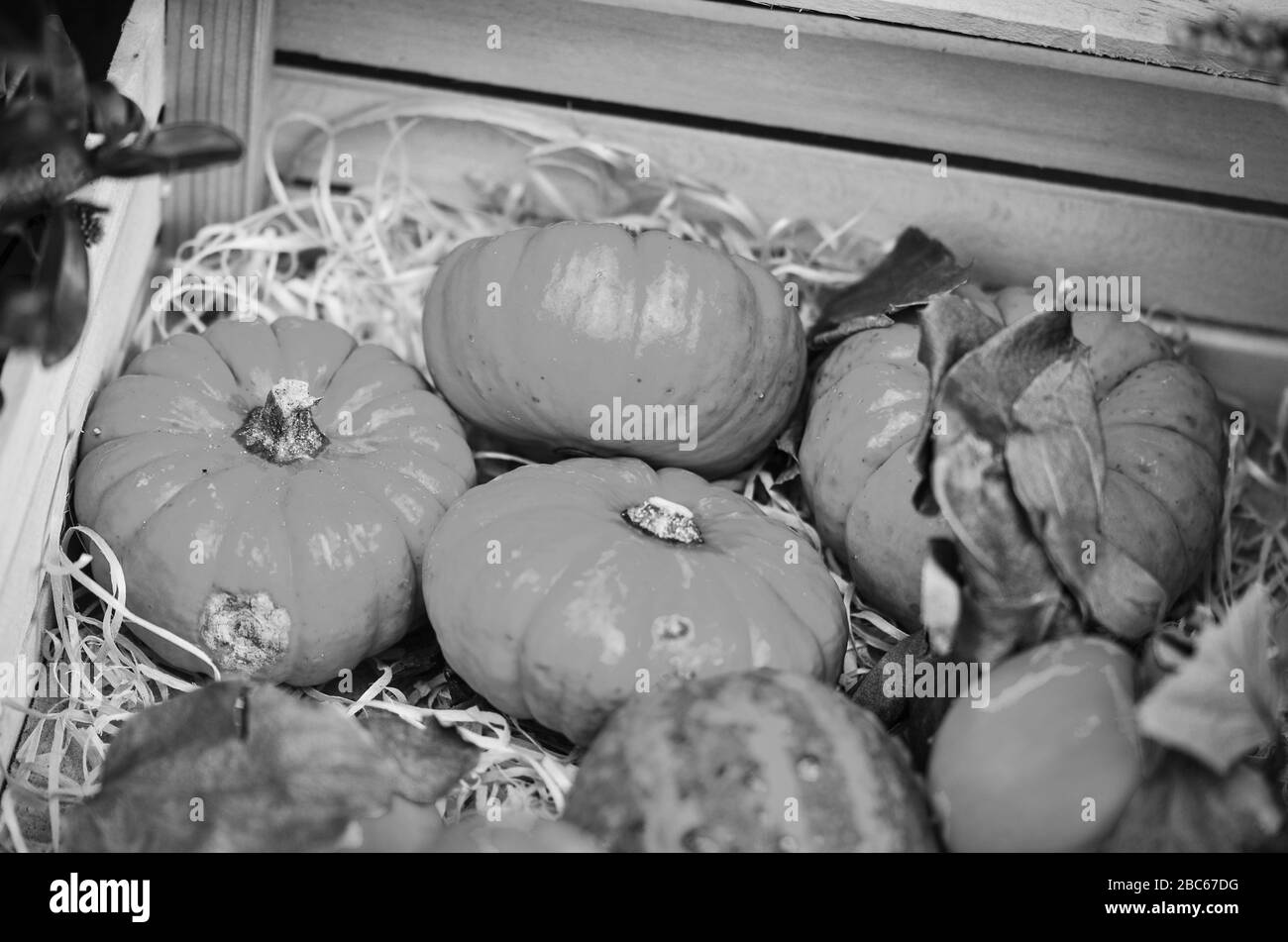 mix mini pumpkins close up view Stock Photo