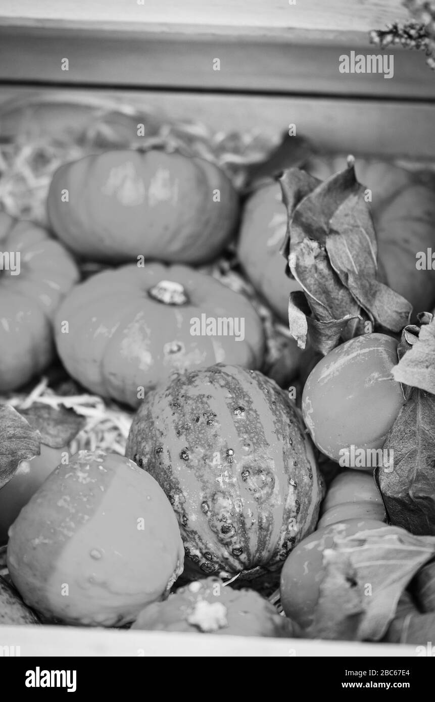 mix mini pumpkins close up view Stock Photo