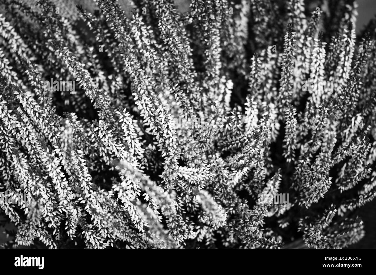 purple natural flower close up view Stock Photo