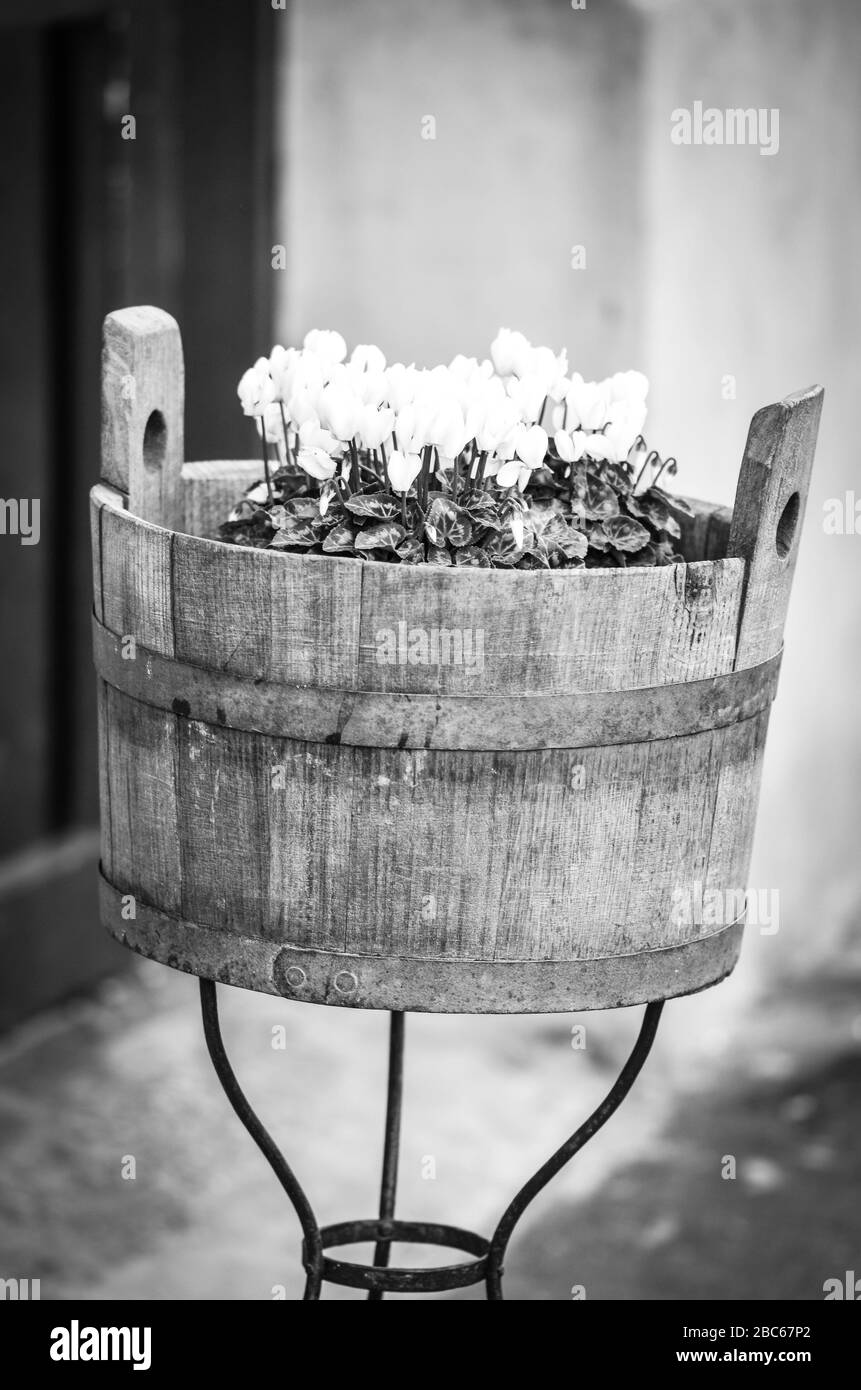 purple natural flower close up view Stock Photo