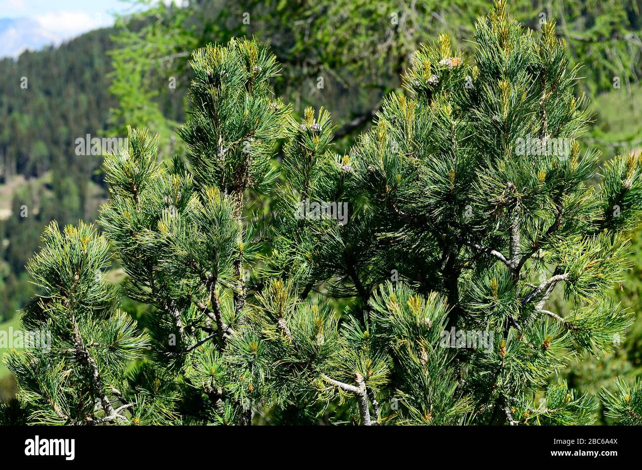 Austria, Tirol, swiss pine Stock Photo Alamy