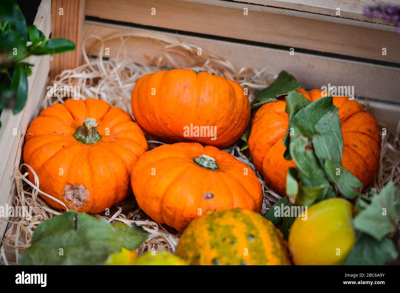 mix mini pumpkins close up view Stock Photo - Alamy