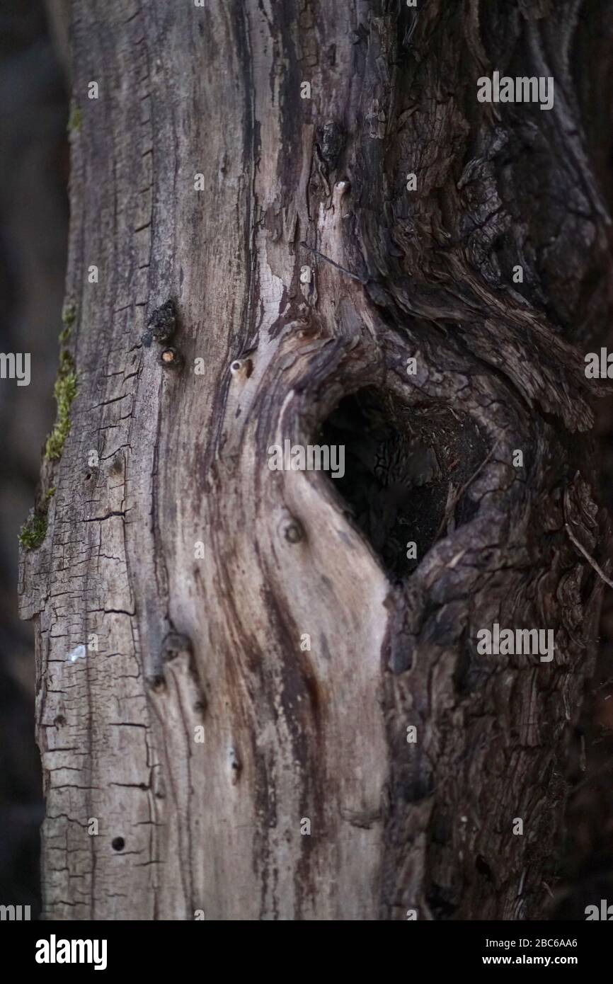Heart shaped tree hole in old dead tree trunk Stock Photo