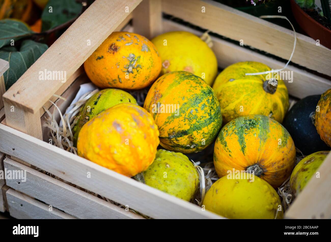 mix mini pumpkins close up view Stock Photo - Alamy