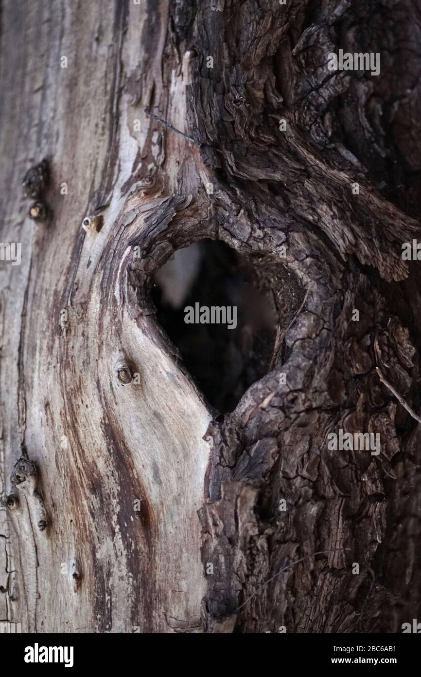 Heart shaped tree hole in old dead tree trunk Stock Photo