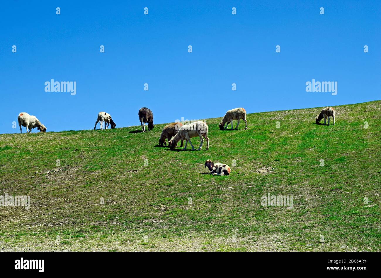 Austria, Tirol, flock of sheep on alpine pasture Stock Photo - Alamy