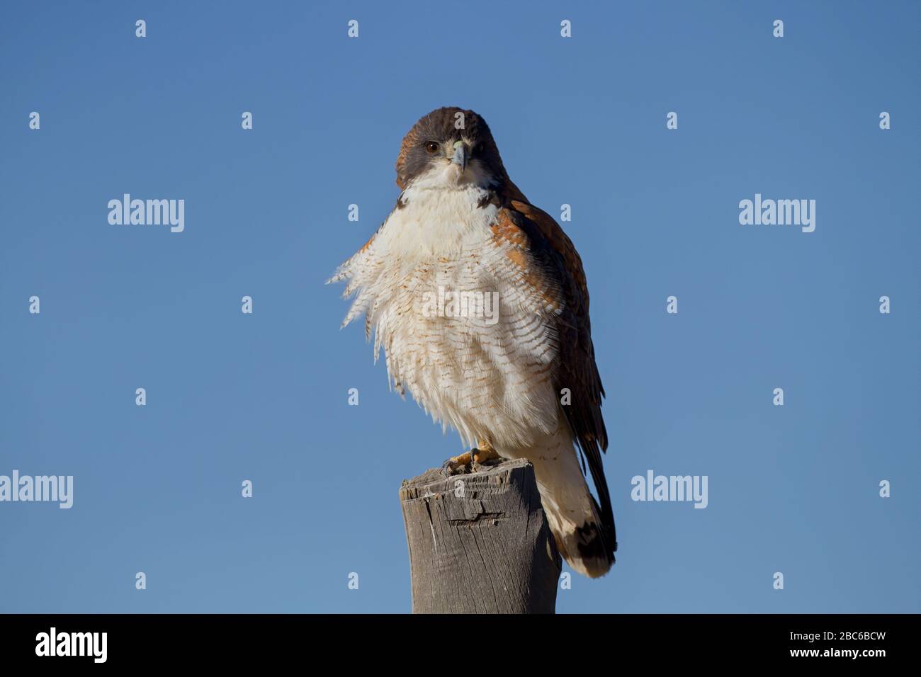 Variabel hawk hi-res stock photography and images - Alamy