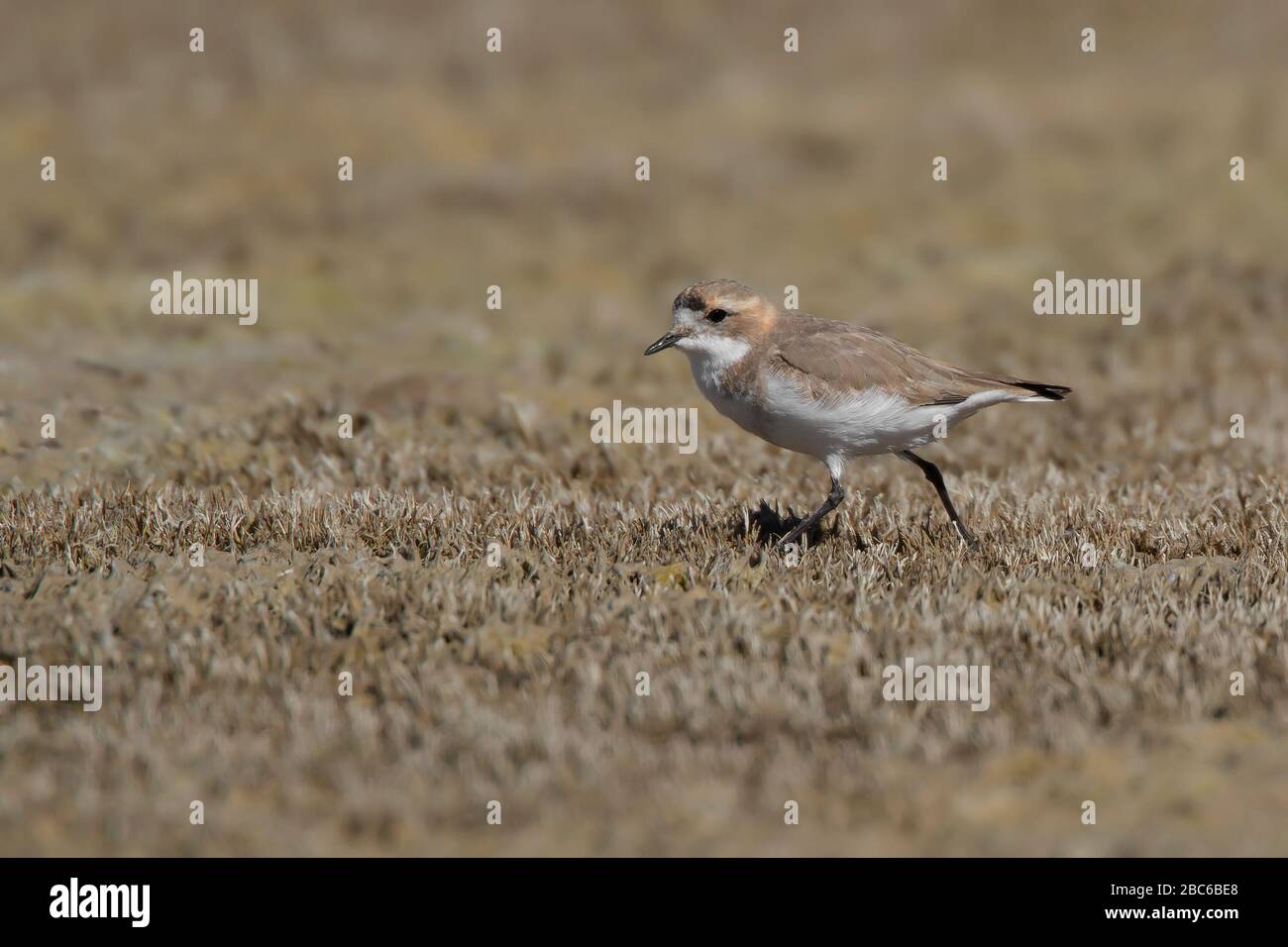 Puna plover Stock Photo