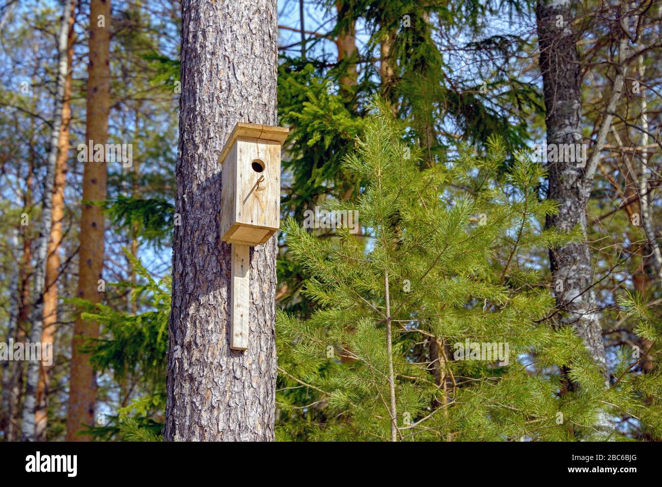 A homemade birdhouse hangs from a tree in a coniferous forest on a sunny day. Stock Photo