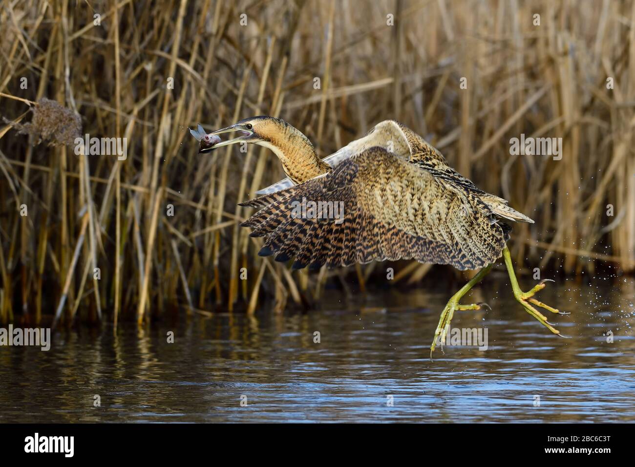 Great bittern, a wading bird with fish in its beak, taking off Stock Photo