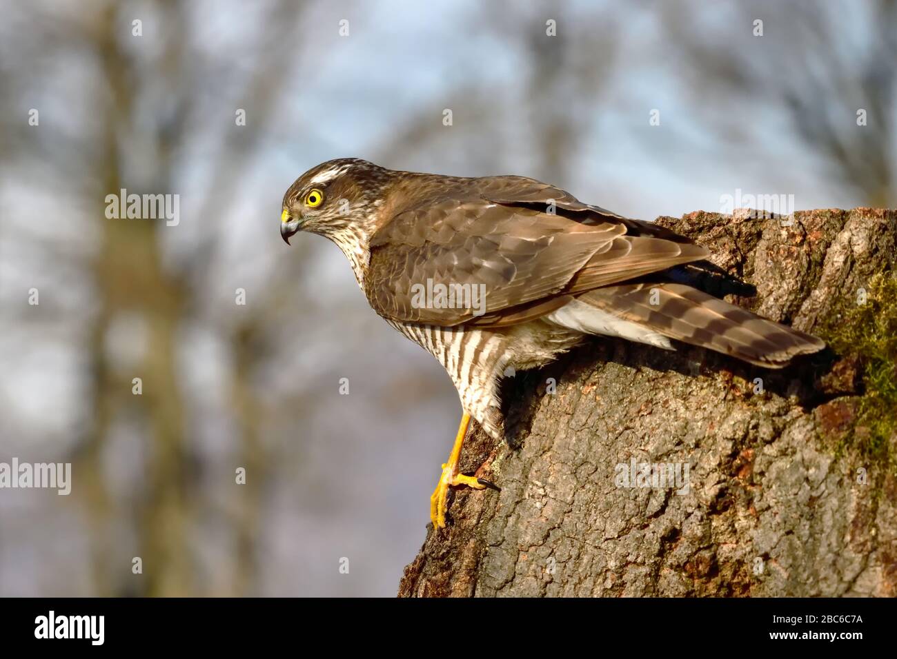 Eurasian sparrowhawk, a bird of prey on a tree trunk, watching intently Stock Photo