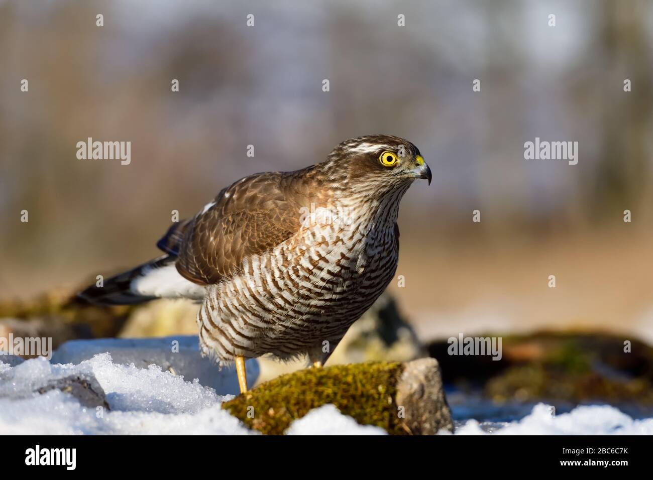 Hungry sparrowhawk, a bird of prey with snow in the foreground in winter, ready to hunt Stock Photo