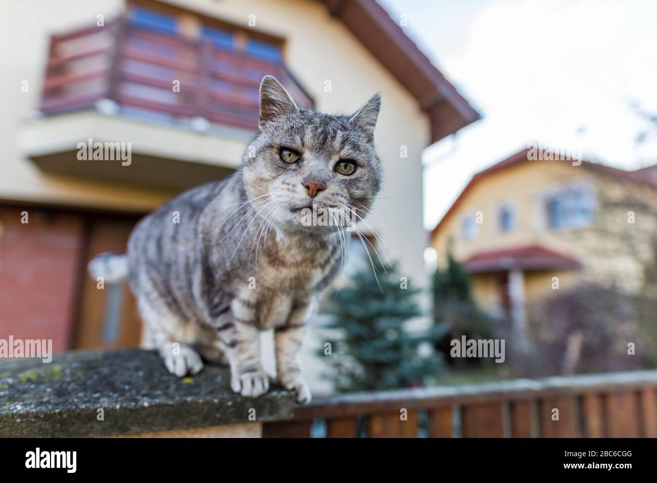 Cat walk on the fence with blurred house background Stock Photo - Alamy