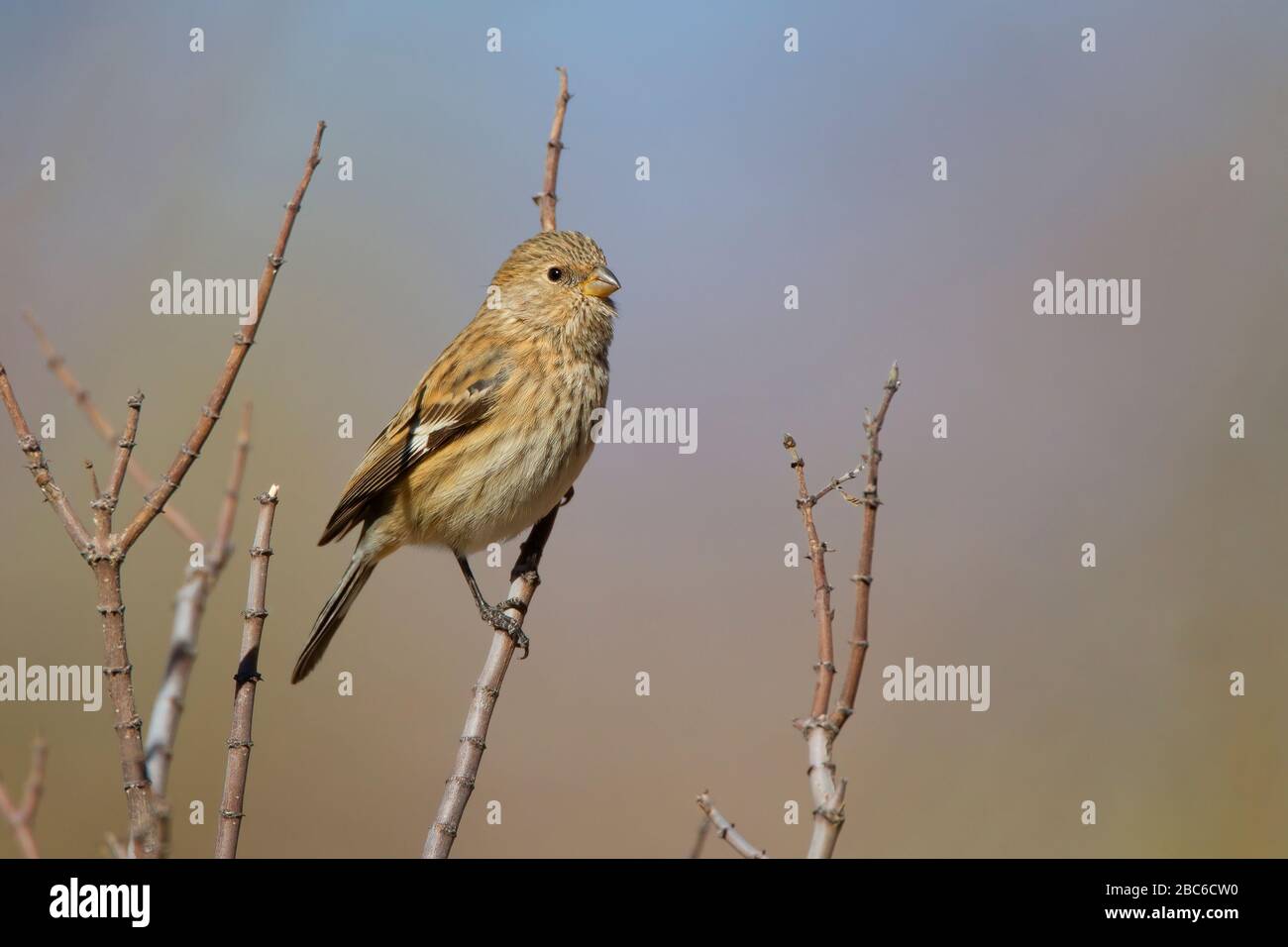 Band-tailed seed-eater Stock Photo