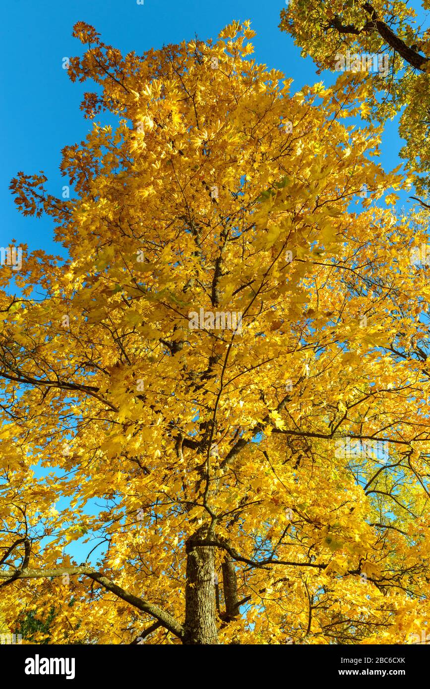 Vibrant yellow leaves of autumn trees at the park Stock Photo