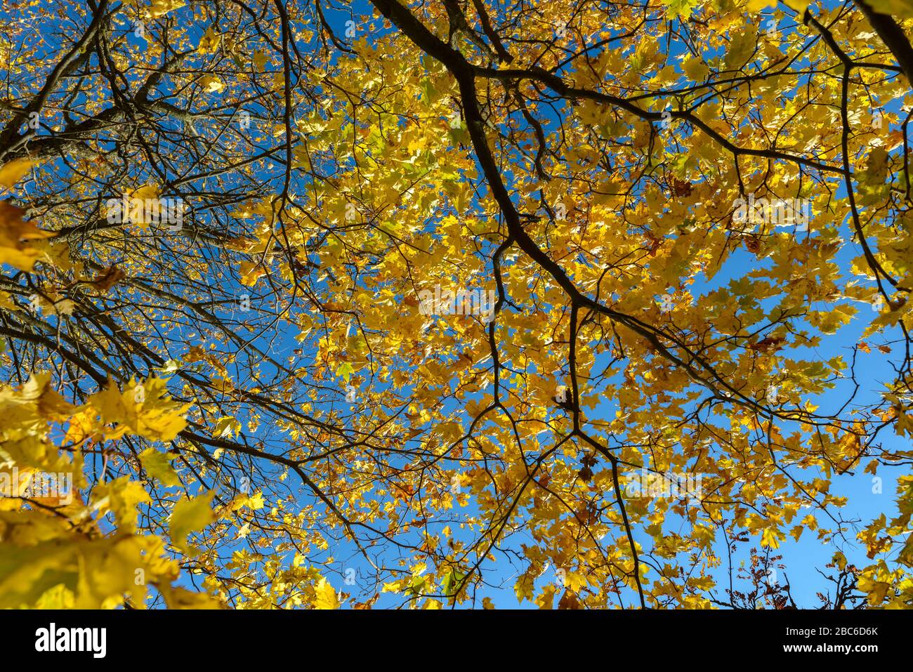 Autumn trees with vibrant yellow leaves against view of the sky Stock Photo