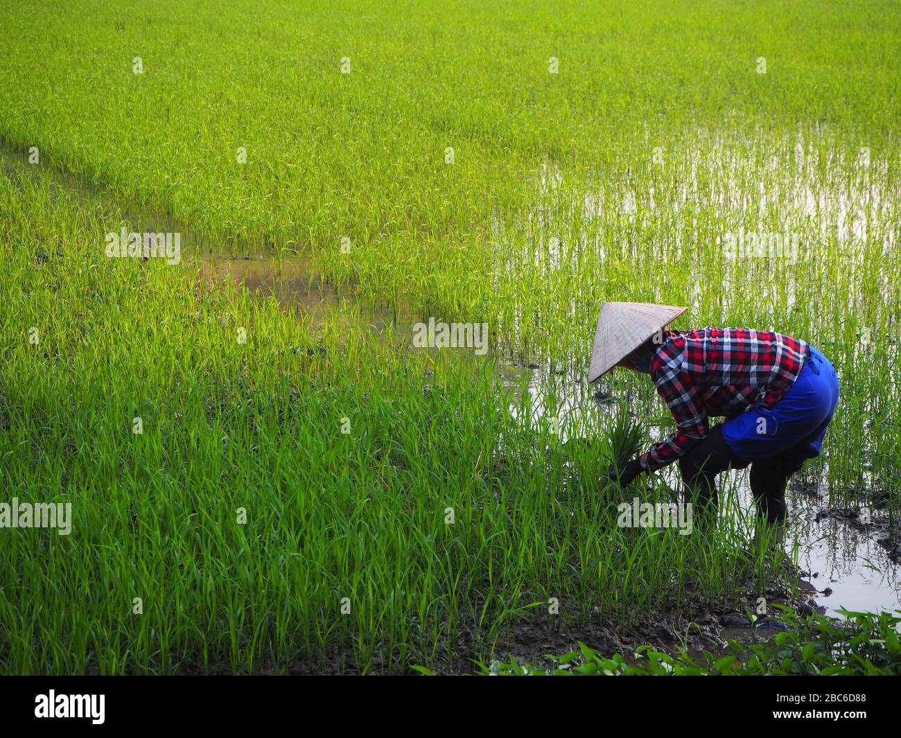 Local woman working in the rice fields in Northern Vietnam, March 2020 Stock Photo