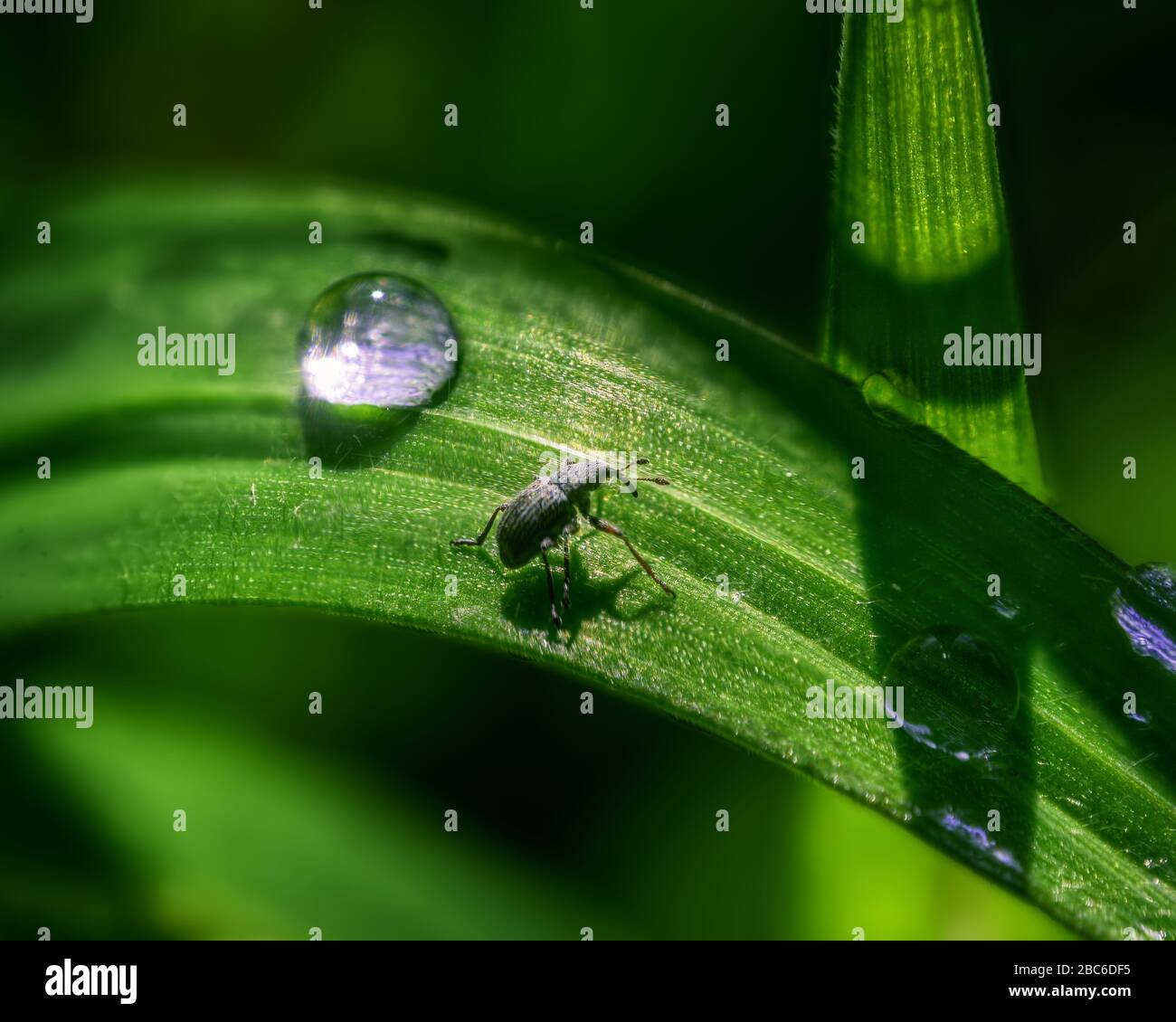 Tiny beetle on a blade of green grass next to a morning dew drop Stock Photo