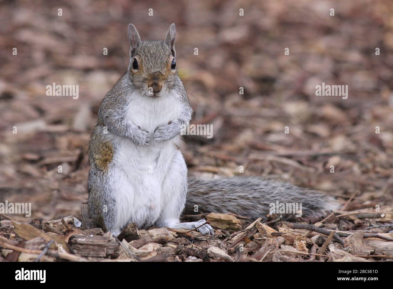 Grey Squirrel Sciurus carolinensis Stock Photo