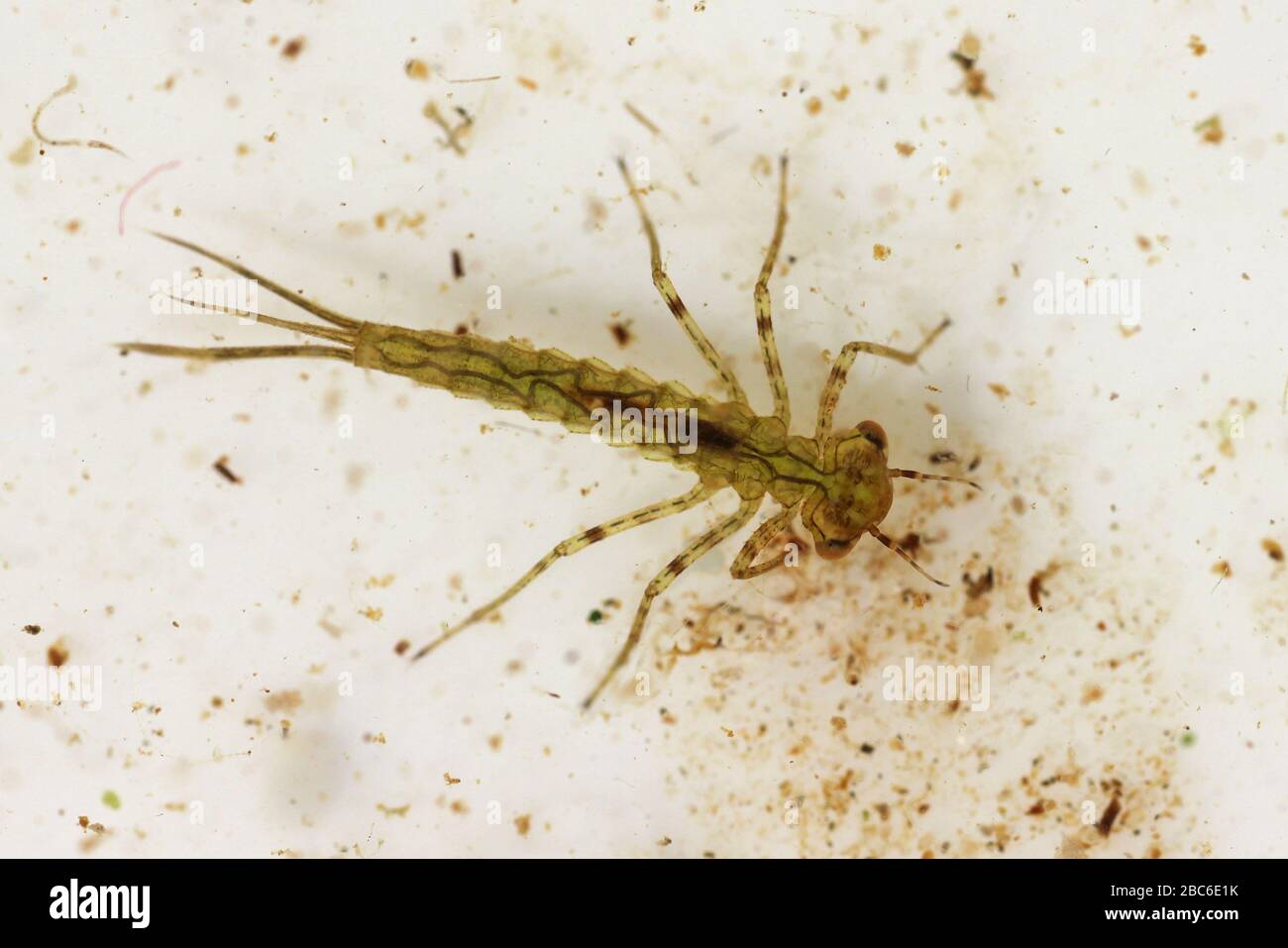 Mayfly Nymph - Pond Dipping Species UK Stock Photo