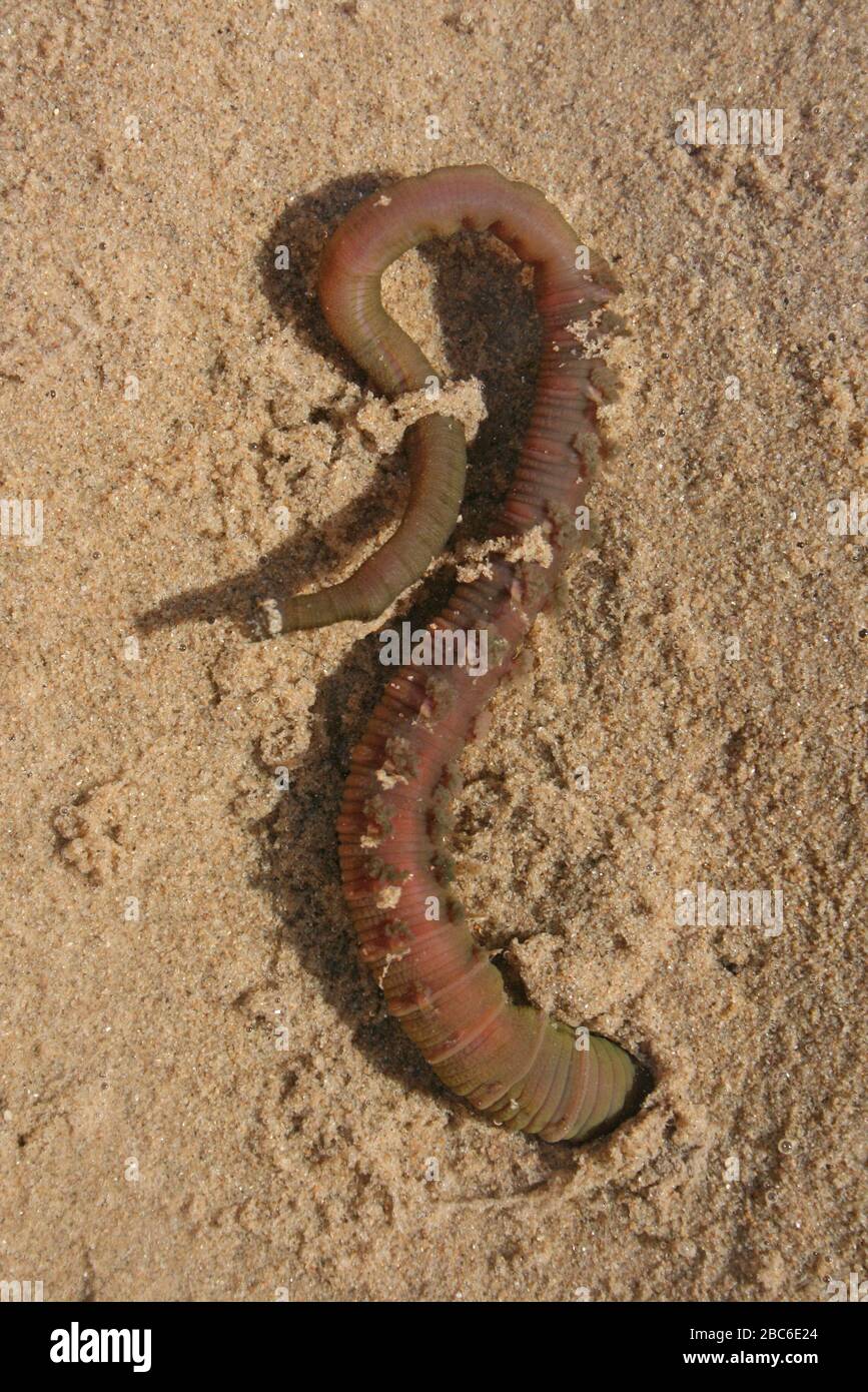 Lugworm Arenicola marina Stock Photo