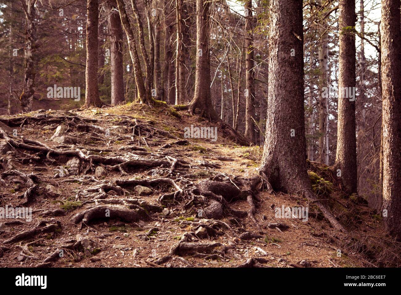 Tangled roots and tree trunks in an old coniferous forest in the Schwarzwald, Germany. Dark woodland, ominous forest. Stock Photo