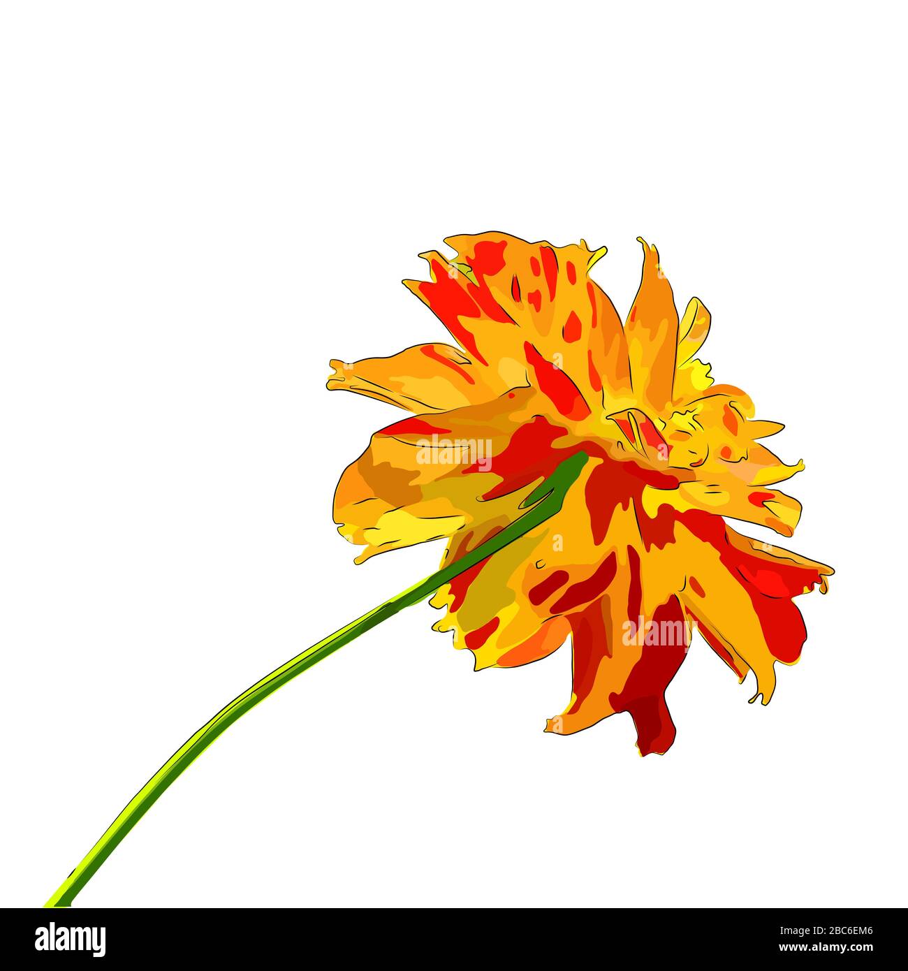 Flower on a white background isolated. Vector Illustration Stock Photo ...