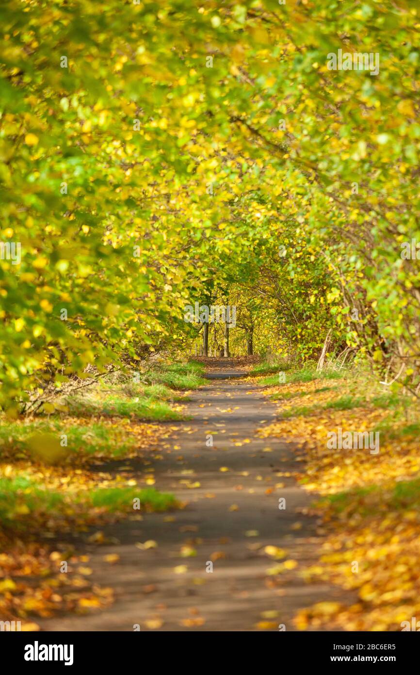 Tree-Lined Path along the Fife Coastal Path, Fife, Scotland Stock Photo