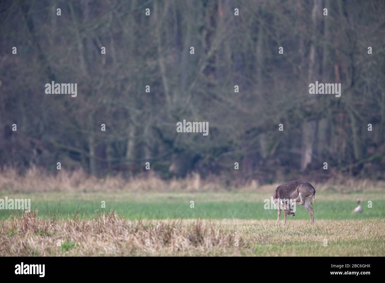 Fallow deer (Dama dama) on a meadow in the nature protection area Moenchbruch near Frankfurt, Germany. Stock Photo