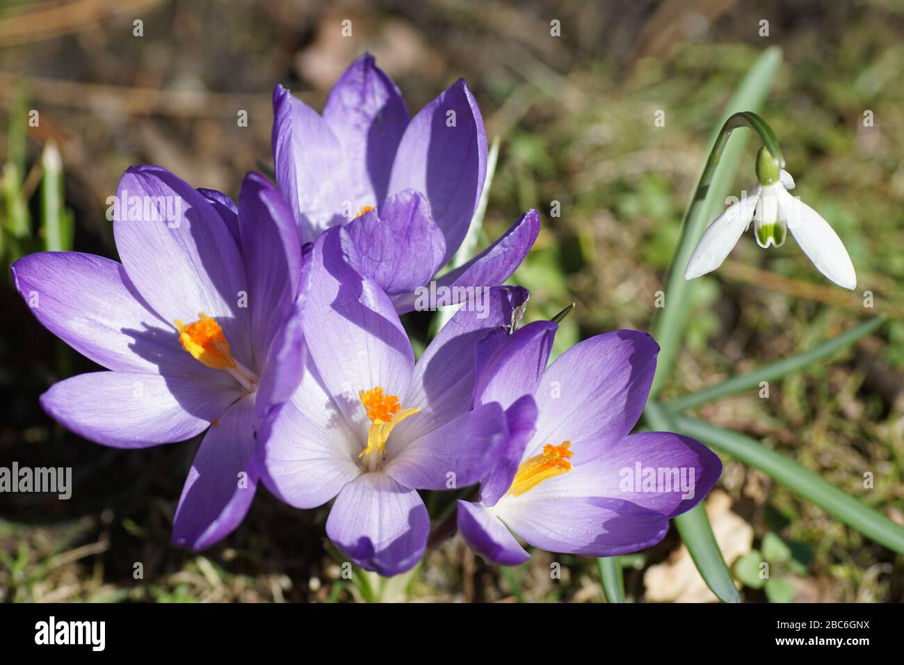 Colorful springtime - purple crocus flowers and  a snowdrop in bright sunshine Stock Photo