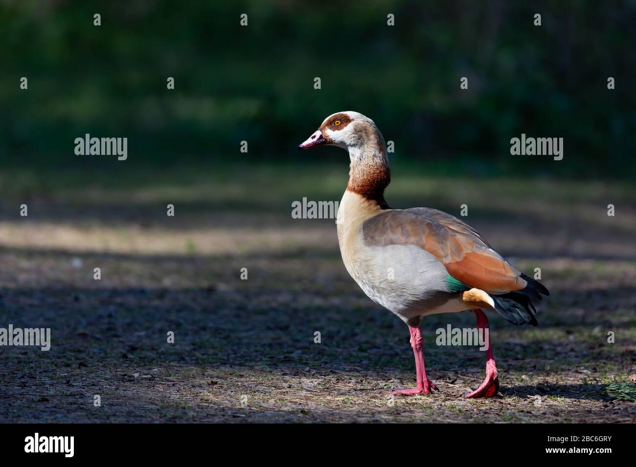 Egyptian goose (Alopochen aegyptiaca) in the nature protection area Moenchbruch near Frankfurt, Germany. Stock Photo