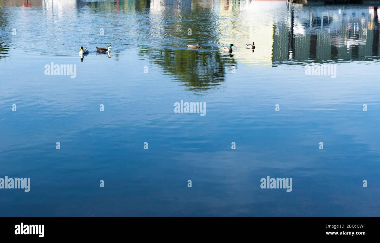 Wild ducks and geeses swimming in the river. Stock Photo