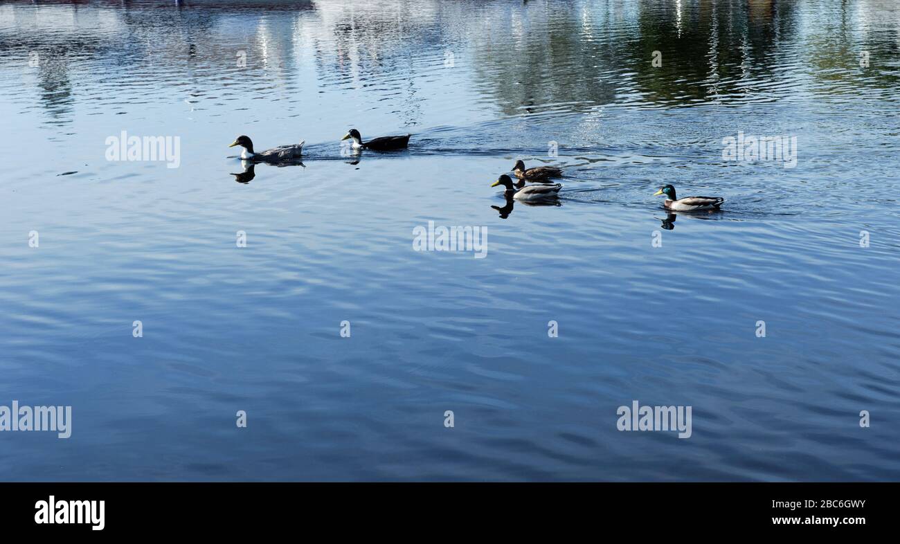 Wild ducks and geeses swimming on the river Erne Stock Photo
