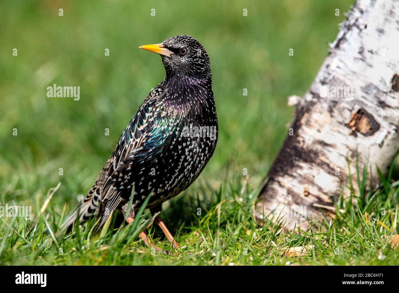 Common starling (Sturnus vulgaris) in the garden in spring. Stock Photo