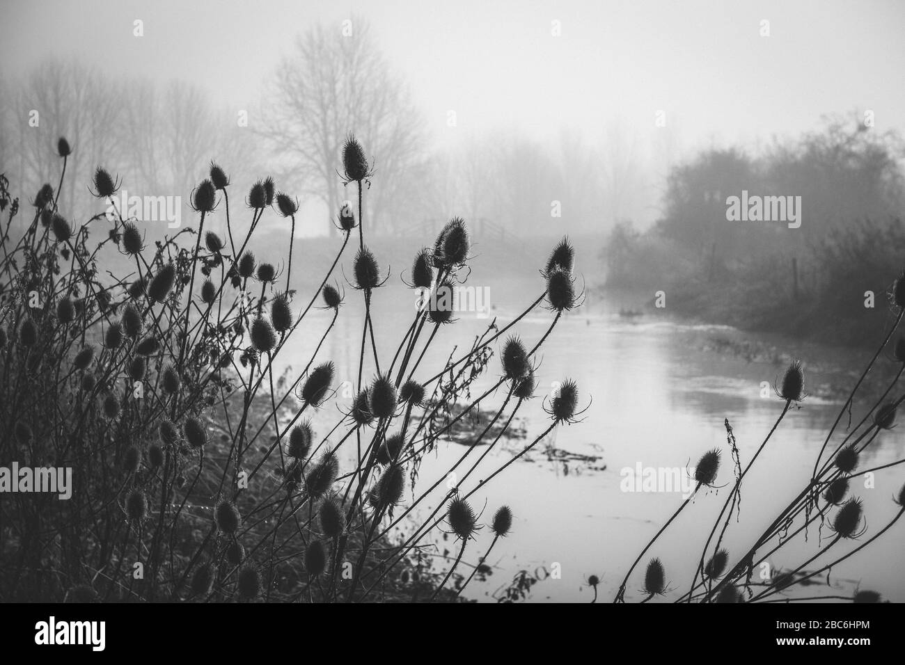 Black and White Rushes on the bank of the River Welland on a foggy day Stock Photo