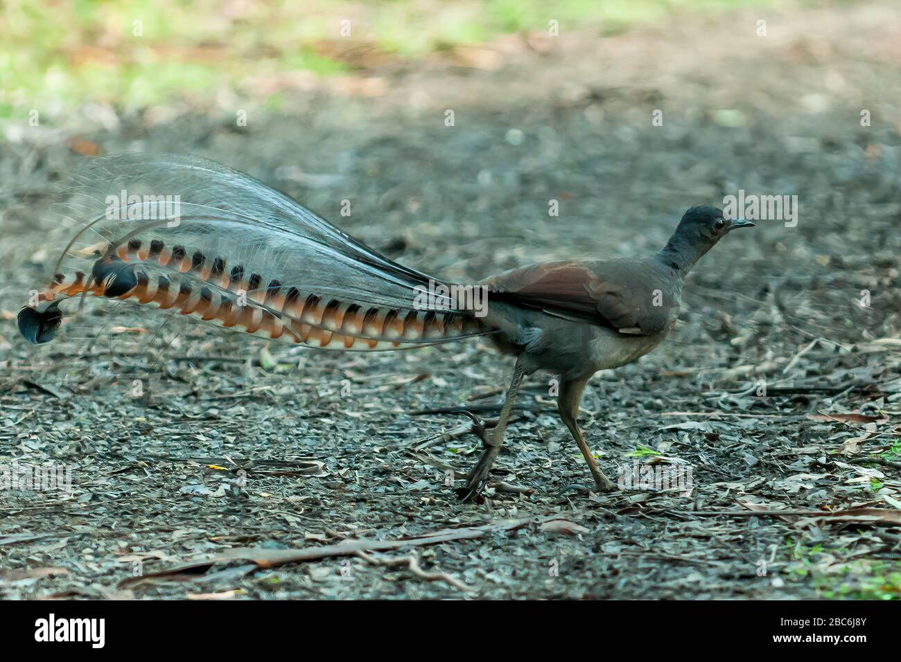 Male superb lyrebird hi-res stock photography and images - Alamy
