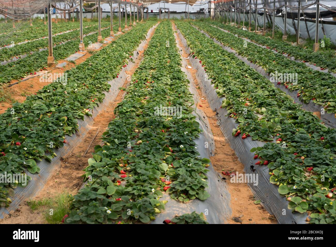 The strawberry and the flower - self picking in Israel Stock Photo