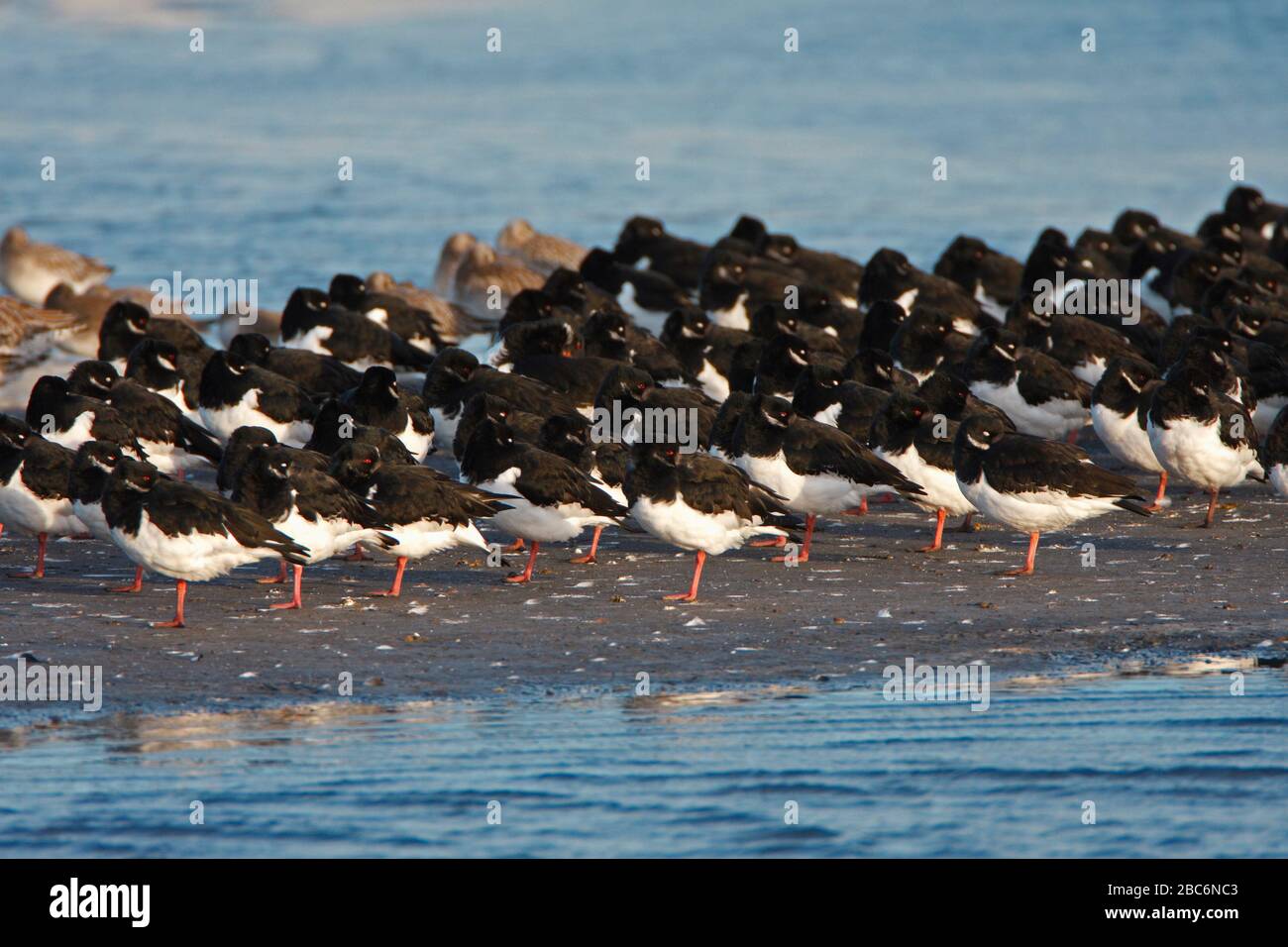 OYSTERCATCHER (Haematopus ostralegus) flock roosting with knot in a partially flooded excavation, East Lothian, UK. Stock Photo