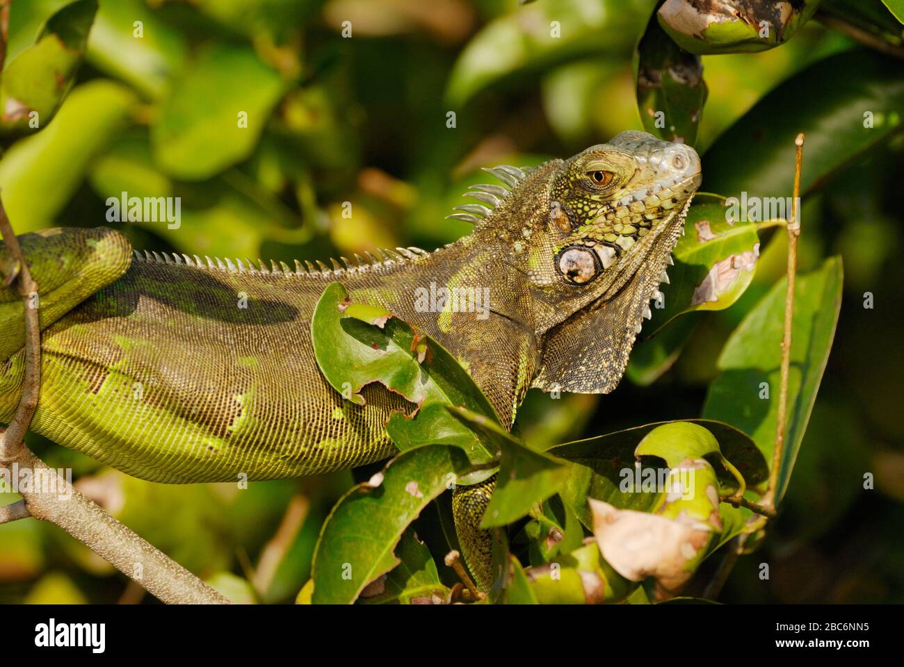 Green Iguana, Iguana iguana, sitting in a tree, LLANOS, Venezuela, South America, America Stock Photo