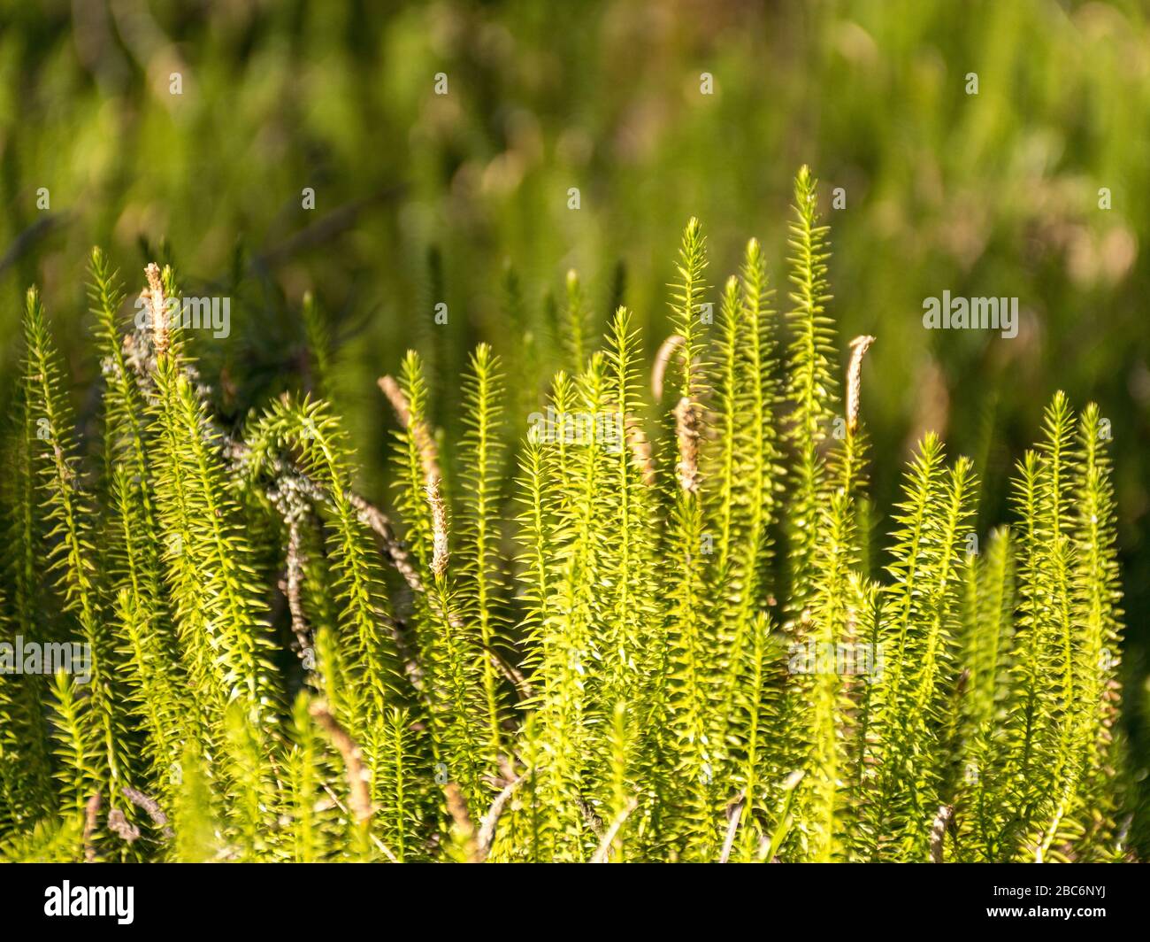 swamp grass texture, abstract background image Stock Photo - Alamy
