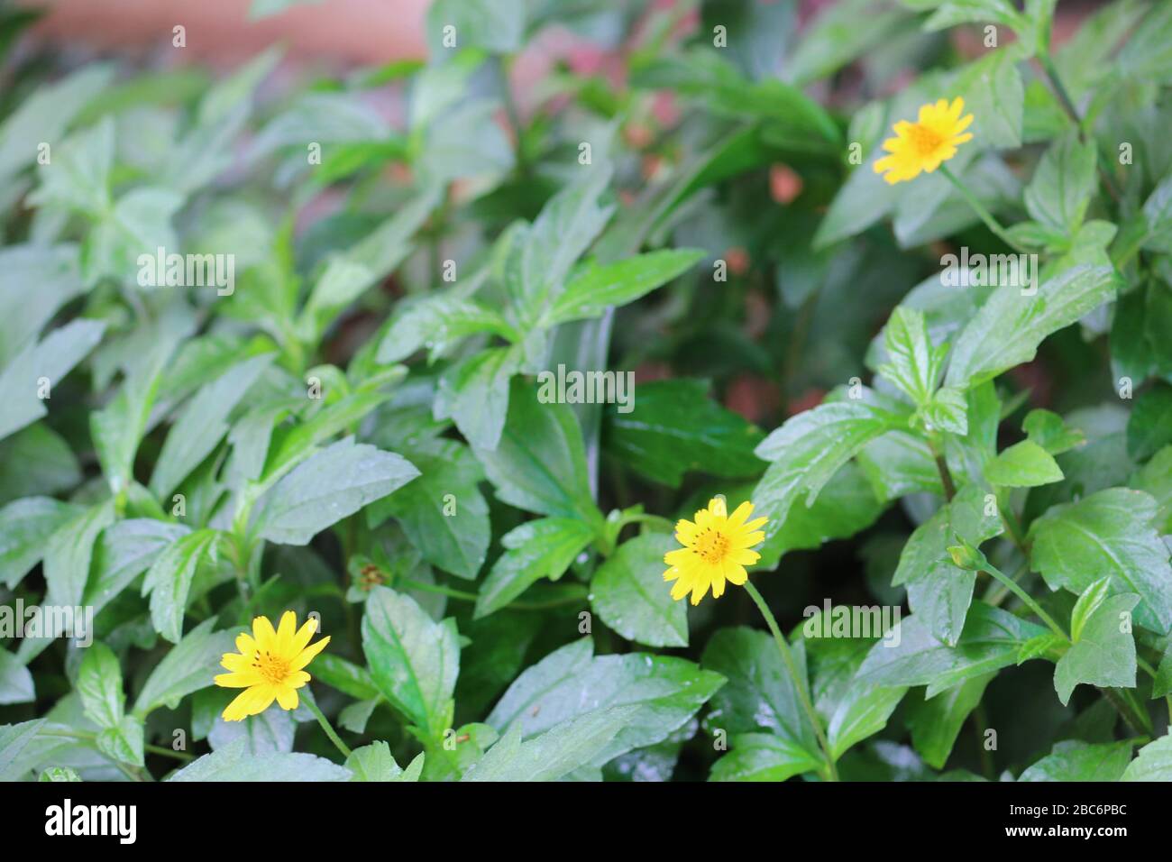 Wedelia flowers with green leaves Stock Photo