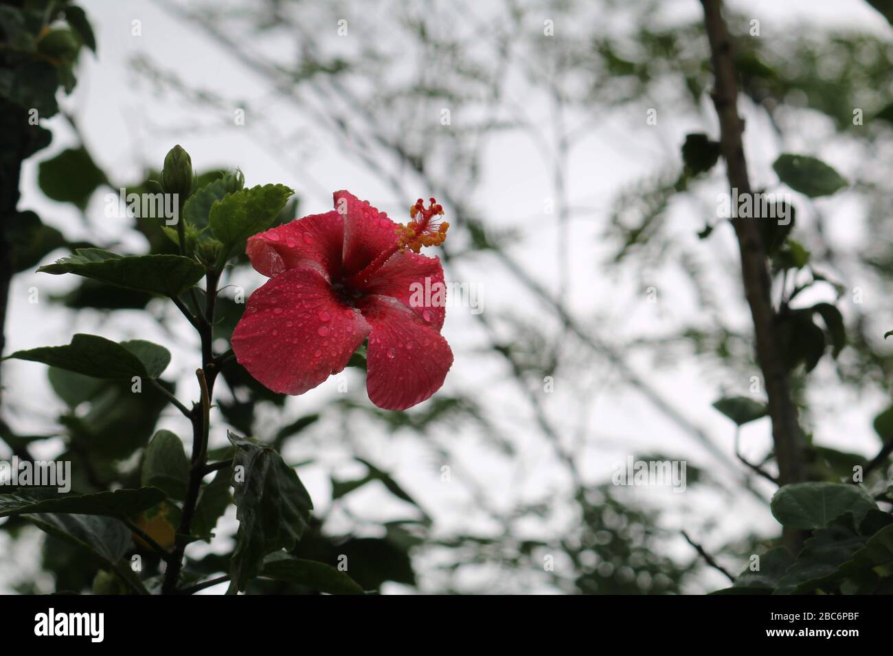 Hibiscus flower in blooming having droplets with blur background, Shoe flower red. Stock Photo