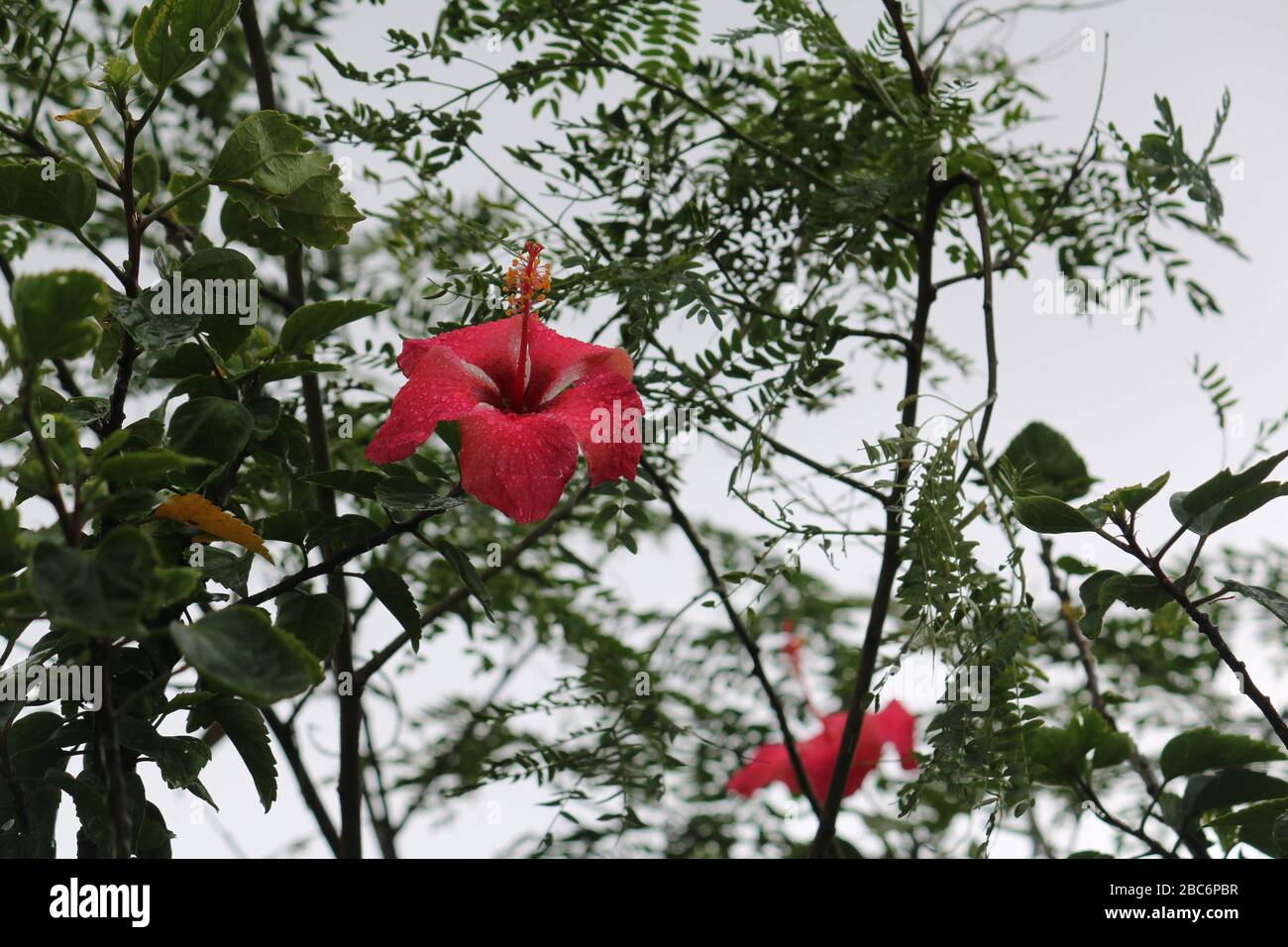 Red hibiscus flower, Chinese hibiscus, China rose, Hawaiian hibiscus, shoe flower with long and blurred pollen. Stock Photo