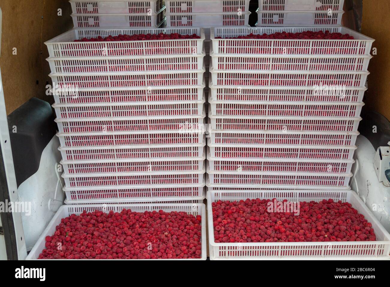 Harvesting raspberries. Ripe berries in white plastic crates loaded in ...