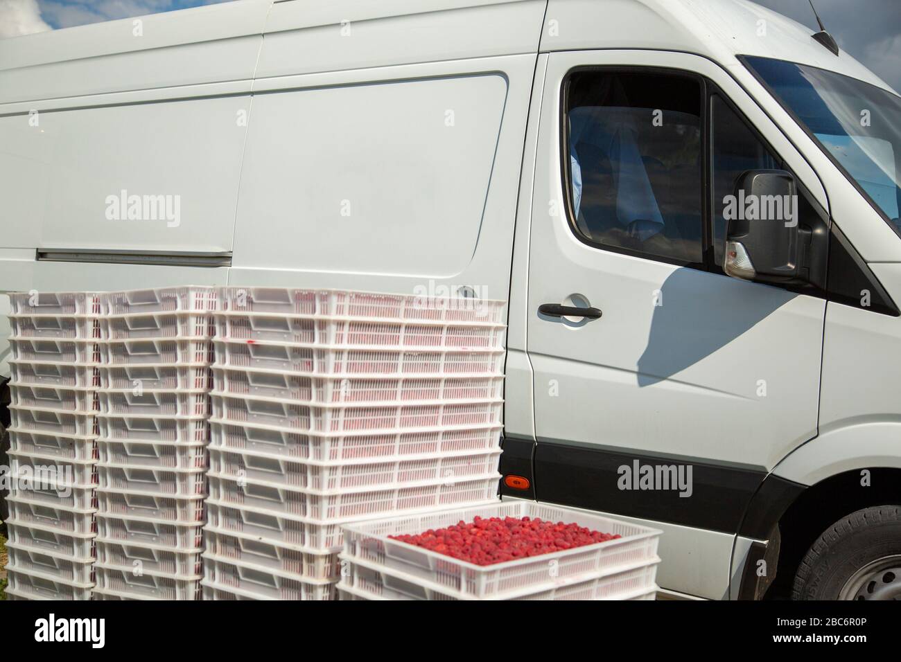 Harvesting raspberries. Ripe berries in white plastic crates loaded in ...
