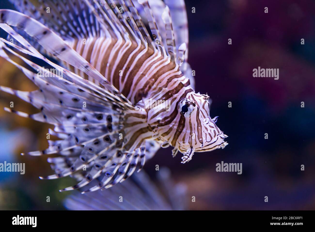 At Israel Aquarium in Jerusalem Stock Photo