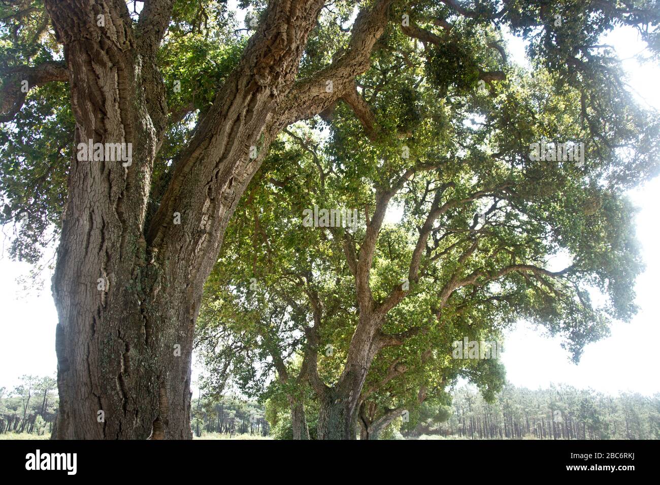 oaks in santo andré nature reserve, north of sines, portugal Stock Photo